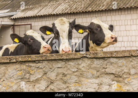 Trois génisses, avec étiquettes d'identification jaune dans les oreilles,ce que debout derrière le mur de pierre. Ferme laitière en Podlasie, Pologne. Banque D'Images