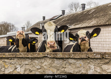 Trois génisses, avec étiquettes d'identification jaune dans les oreilles,ce que debout derrière le mur de pierre. Ferme laitière en Podlasie, Pologne. Banque D'Images