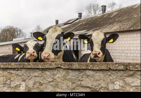 Trois génisses, avec étiquettes d'identification jaune dans les oreilles,ce que debout derrière le mur de pierre. Ferme laitière en Podlasie, Pologne. Banque D'Images