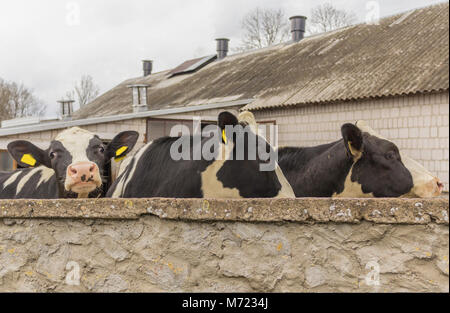 Trois génisses, avec étiquettes d'identification jaune dans les oreilles,ce que debout derrière le mur de pierre. Ferme laitière en Podlasie, Pologne. Banque D'Images