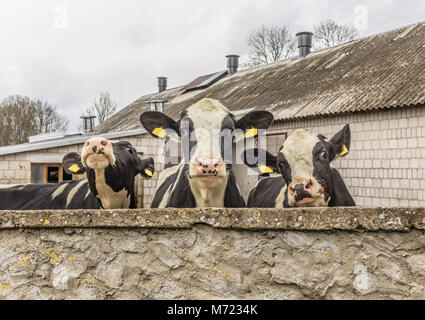 Trois génisses, avec étiquettes d'identification jaune dans les oreilles,ce que debout derrière le mur de pierre. Ferme laitière en Podlasie, Pologne. Banque D'Images