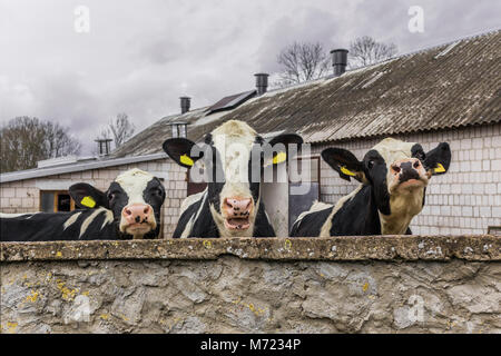 Trois génisses, avec étiquettes d'identification jaune dans les oreilles,ce que debout derrière le mur de pierre. Ferme laitière en Podlasie, Pologne. Banque D'Images