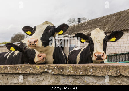 Trois génisses, avec étiquettes d'identification jaune dans les oreilles,ce que debout derrière le mur de pierre. Ferme laitière en Podlasie, Pologne. Banque D'Images