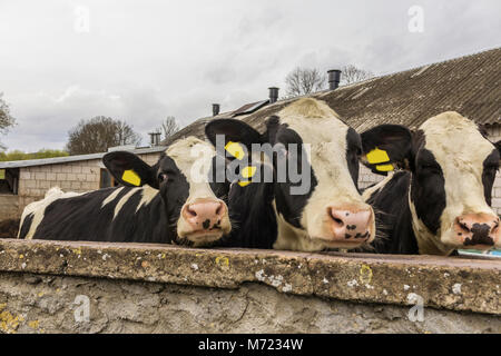 Trois génisses, avec étiquettes d'identification jaune dans les oreilles,ce que debout derrière le mur de pierre. Ferme laitière en Podlasie, Pologne. Banque D'Images