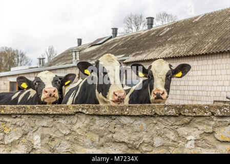 Trois génisses, avec étiquettes d'identification jaune dans les oreilles,ce que debout derrière le mur de pierre. Ferme laitière en Podlasie, Pologne. Banque D'Images