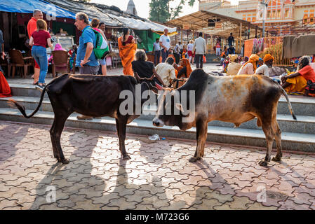 AGRA, INDE - 8 NOVEMBRE 2017 : stand dans la rue les vaches indiennes Banque D'Images