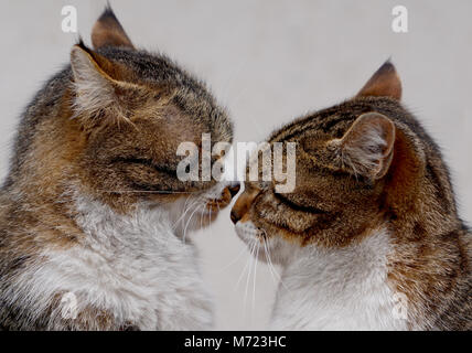 Couple de deux chats affectueux rub chaque autres Banque D'Images