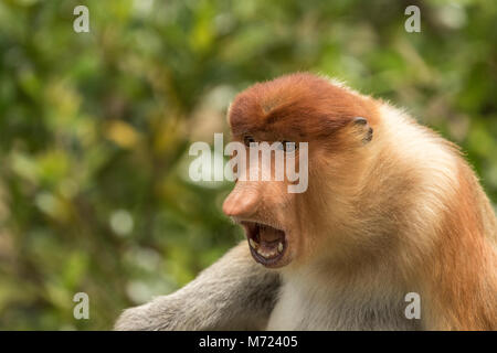 Proboscis Monkey vocalise en voie de disparition (Nasalis larvatus), Bornéo Banque D'Images