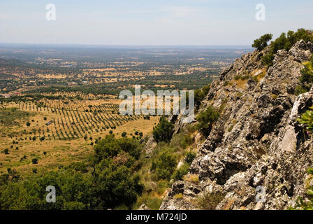 Landscpe à sec avec des oliviers en Alentejo, Portugal Banque D'Images