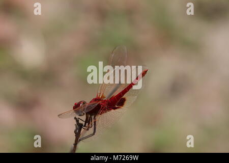 56.46 rouge Banque D'Images