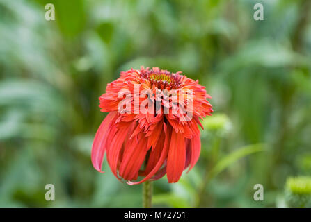 Echinacea 'Hot Papaya' fleur. Banque D'Images