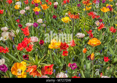 Fond de fleurs colorées dans le Keukenhof, Pays-Bas Banque D'Images