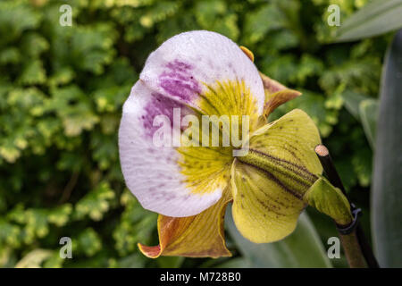 Paphiopedilum gratrixianum ou slipper Orchid est une espèce d'amphibien de la famille a trouvé du Laos au Vietnam Banque D'Images