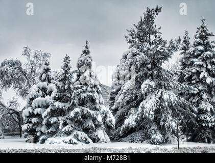 Sapins couverts de neige après une tempête de neige Banque D'Images