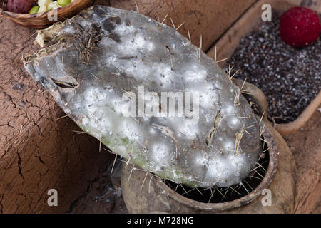 Échelle coussin cotonneuse, un parasite de cactus utilisée comme colorant naturel Banque D'Images