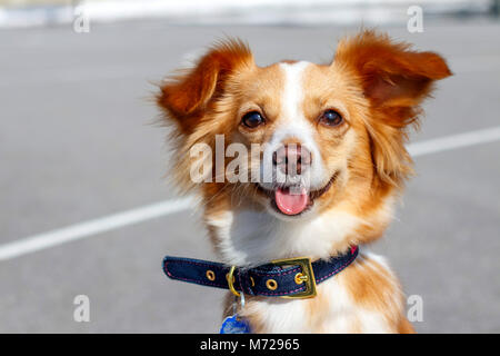 Heureux le chien rouge Banque D'Images