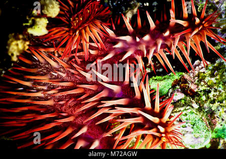 Une photo en gros plan d'une partie des bras d'une couronne d'étoile de mer Acanthaster planci ( : chaque bras 10 cm.), montrant leur très forte, des épines venimeuses. Comme beaucoup d'animaux marins d'apparence, cette haute visibilité sert d'avertissement à d'éventuels prédateurs. Ils peuvent infliger des blessures très douloureuses. Elles sont largement répandues dans la région indo-pacifique, y compris la mer Rouge où j'ai pris cette photo. Ils se nourrissent de coraux durs avec voracité. Lorsqu'en densité élevée, elles peuvent provoquer beaucoup de la dégradation des récifs. Parfois, ils détruire les coraux complètement de sorte qu'une zone est plus que décombres. Banque D'Images