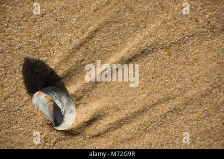 Un slipper limpet shell Crepidula fornicata--rejetés sur Studland Beach, Dorset UK Banque D'Images