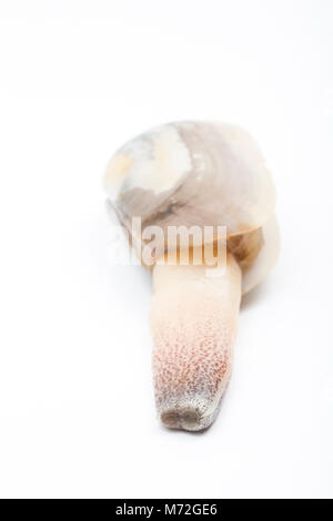 Une loutre commune-Lutraria lutraria clam- échoués après gel pendant une tempête Emma à Studland, Dorset UK montrant son siphon Banque D'Images