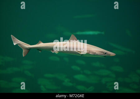 Hundshai Hunds-Hai,, Hai, haie, Haifisch (Galeorhinus galeus), l'école, le requin de requin, appelé requin, requin vivaneau Banque D'Images