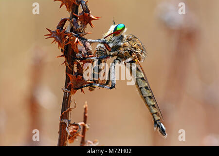 Promachus griseiventris, Predator, fly se nourrissent de wasp Banque D'Images