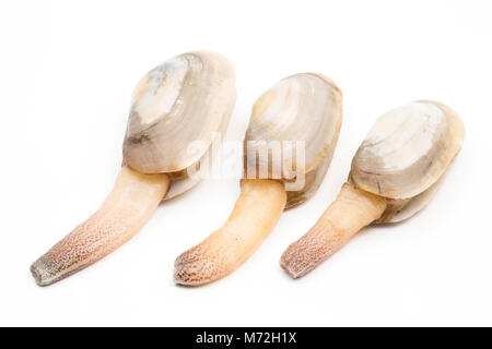 La loutre commune-Lutraria lutraria palourdes- échoués à Studland ,Dorset suite orage Emma et de gel, montrant son siphon Banque D'Images