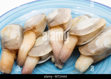 La loutre commune-Lutraria lutraria palourdes- échoués à Studland ,Dorset suite orage Emma et de gel, montrant son siphon Banque D'Images