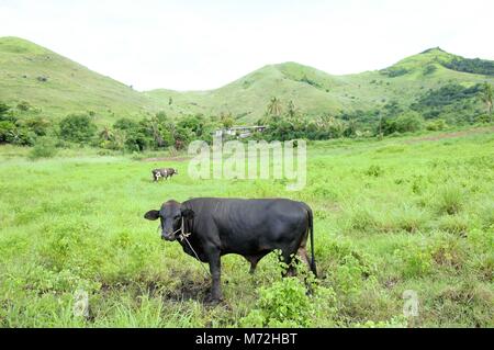 Une vache ou un taureau mange dans un écrin de prairies dans les îles Fidji. Les vaches sont souvent trouvés sur les terres publiques d'alimentation près des routes à Fidji. C'est une chose commune. Les collines typiques de Fidji sont à l'arrière-plan et le manque d'arbres. La campagne est fertile avec de l'herbe malgré les températures chaudes. Banque D'Images