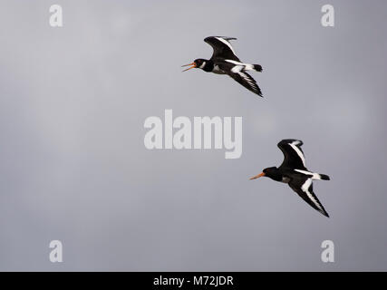 L'huîtrier Haematopus ostralegus, eurasien, en vol, la baie de Morecambe, Lancashire, UK Banque D'Images