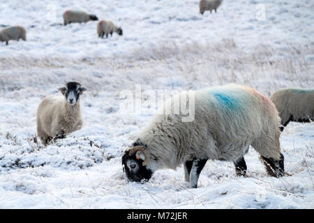 Swaledale nourriture des moutons sur une lande couverte de neige dans le Lake District, UK Banque D'Images