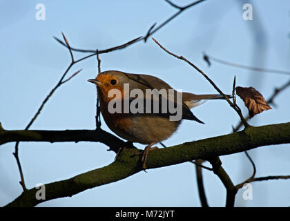 Robin européen, Erithacus rubecula aux abords, perché sur branche en bois, Lancashire, UK Banque D'Images