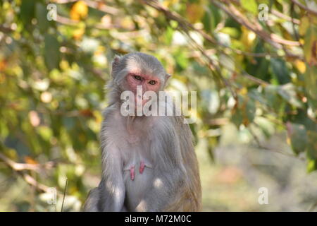 Une femelle Singe assis sous un arbre sur la grosse pierre avec humeur cool à la génial. Banque D'Images