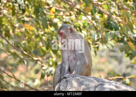 Une femelle Singe assis sous un arbre sur la grosse pierre avec humeur cool à la génial. Banque D'Images