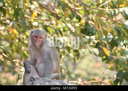 Une femelle Singe assis sous un arbre sur la grosse pierre avec humeur cool à la génial. Banque D'Images