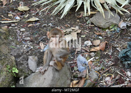 Magnifique photo de petit enfant singe assis sur une pierre et à la vers la caméra avec curiosité. Banque D'Images