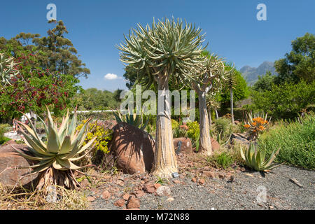 Babylonstoren Gardens, Province de Western Cape, Afrique du Sud. Banque D'Images
