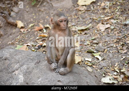 Magnifique photo de petit enfant singe assis sur une pierre et me tenir occupé lui-même par la pratique de l'activité petit comme manger certains aliments, voir autour de lui. Banque D'Images