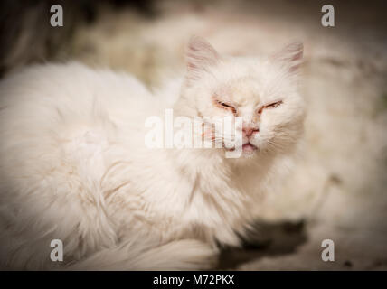 Portrait de chat mâle blanc avec cut joue après brawl emplacement sur rue en pierre avec les yeux fermés et la gencive autour d'eux .Le vignetage autour de lui Banque D'Images