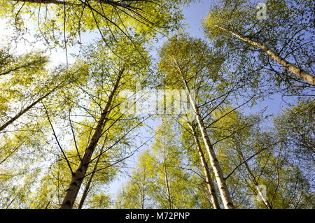 Looking up on sun shining through couvert de bouleau au printemps Banque D'Images