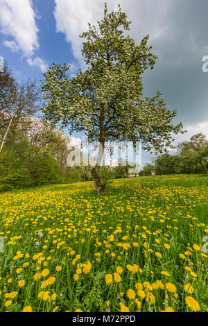 Arbre dans un pré plein de pissenlits Banque D'Images