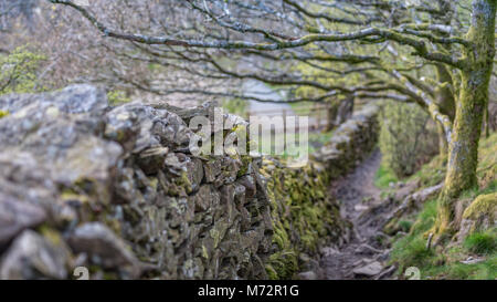 Beau mur de pierre Travailler à proximité d'Orrest Head, Lake District Banque D'Images