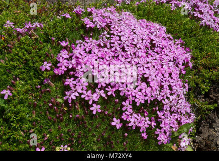 Le silène acaule (Silene acaulis) . De minuscules fleurs roses fleurs près du sol sur une mousse dense comme vert-coussin. Banque D'Images