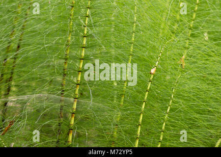 Grande Prêle (Equisetum telmateia), Richard Desenclos, Banque D'Images