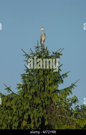 Héron cendré (Ardea cinerea) se percher en haut d'un arbre af Banque D'Images