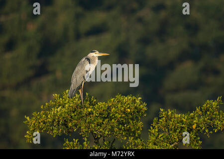 Héron cendré (Ardea cinerea) se percher en haut d'un arbre af Banque D'Images