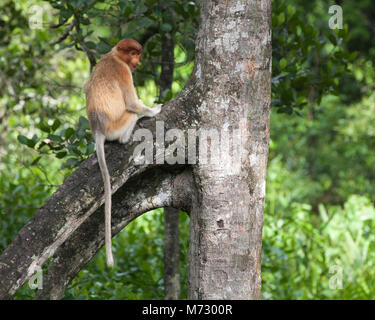 Proboscis Monkey juvénile (Nasalis larvatus) assis sur racine d'arbre dans la forêt de mangrove côtière Banque D'Images