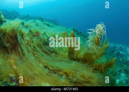 Un dépassement d'algues de corail mort, Curacao, Antilles, Caraïbes, mer des Caraïbes Banque D'Images