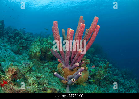 Cuisinière-éponge Aplysina archeri (tuyau) dans un récif de corail des caraïbes, Curacao, Antilles, Caraïbes, mer des Caraïbes Banque D'Images