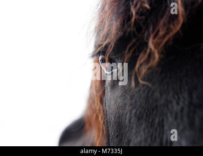 La tête d'un cheval frison noir against white background Banque D'Images