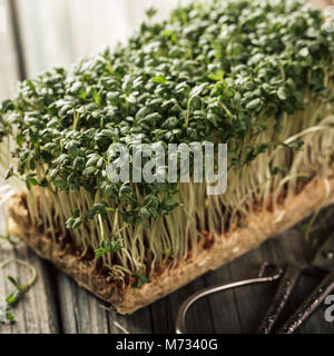 Le cresson alénois, de jeunes plants. Banque D'Images